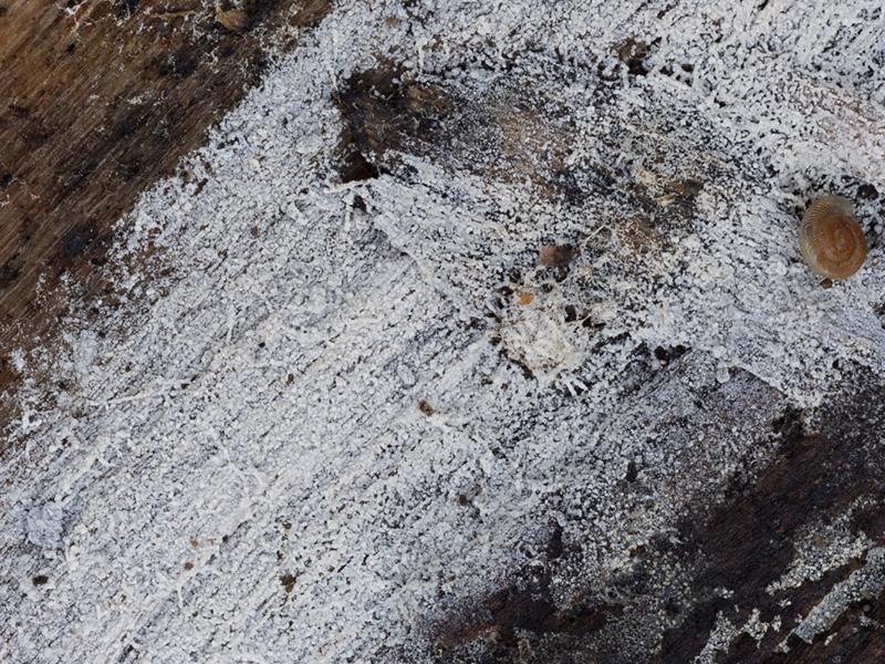 Sistotrema brinkmannii Sistotrema brinkmannii